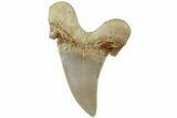 Serrated Sokolovi (Auriculatus) Shark Tooth - Dakhla, Morocco #225216-1